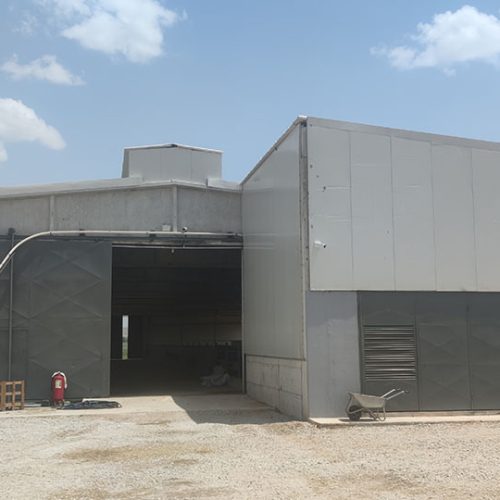 BAŞKENT SÜT ÇİFTLİĞİ JERSEY İNEKLERİ (11)