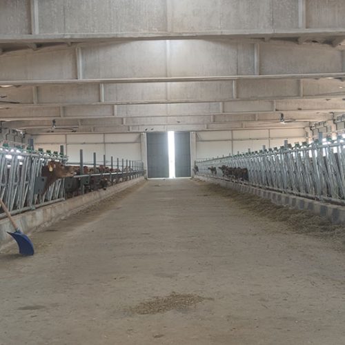 BAŞKENT SÜT ÇİFTLİĞİ JERSEY İNEKLERİ (14)