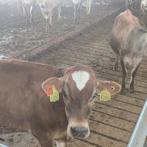 BAŞKENT SÜT ÇİFTLİĞİ JERSEY İNEKLERİ (16)