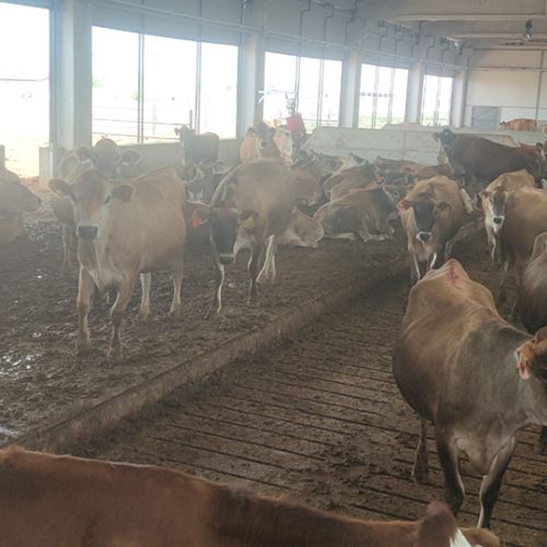 BAŞKENT SÜT ÇİFTLİĞİ JERSEY İNEKLERİ (17)