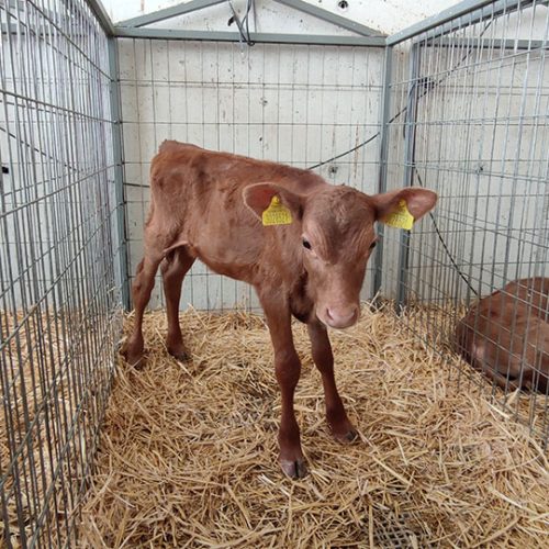 BAŞKENT SÜT ÇİFTLİĞİ JERSEY İNEKLERİ (9)