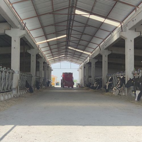 BAŞKENT SÜT ÇİFTLİĞİ SİMENTAL VE ALACA İNEKLERİ (2)
