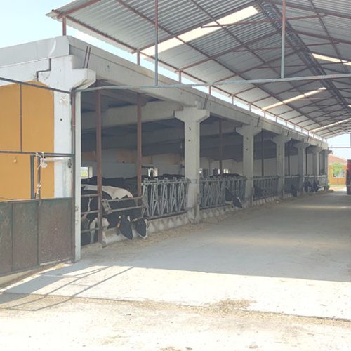 BAŞKENT SÜT ÇİFTLİĞİ SİMENTAL VE ALACA İNEKLERİ (3)