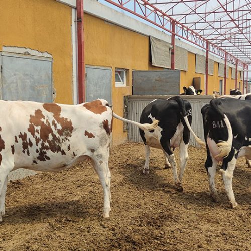 BAŞKENT SÜT ÇİFTLİĞİ SİMENTAL VE ALACA İNEKLERİ (6)