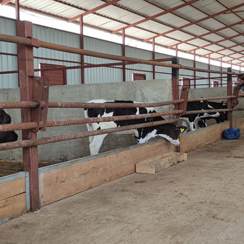 BAŞKENT SÜT ÇİFTLİĞİ SİMENTAL VE ALACA İNEKLERİ (8)